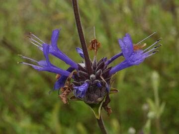 Salvia 'Pozo Blue'
