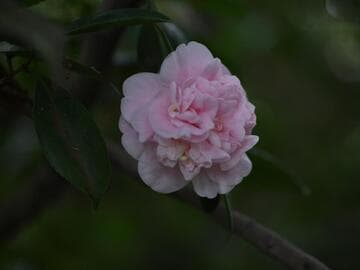 Camellia japonica 'Flame'