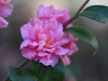 Camellia 'Fragrant Pink'