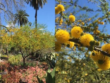 Acacia farnesiana [Sierra Sweet]