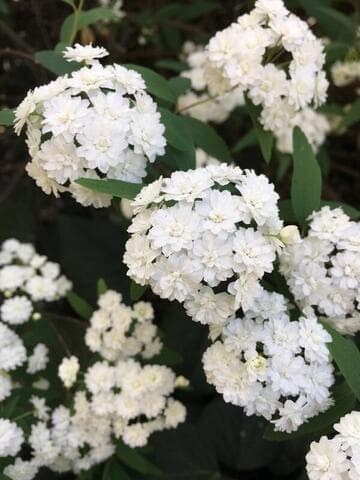 Spiraea