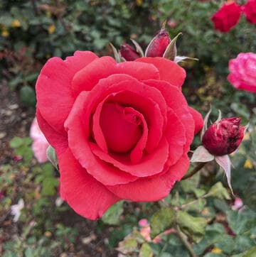 Rosa 'Fragrant Cloud'