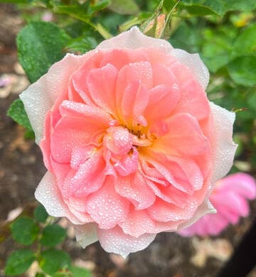 Rosa 'English Elegance'