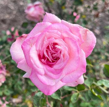 Rosa 'Fiddletown Cherry'