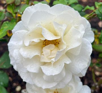 Rosa 'French Lace'