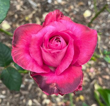 Rosa 'Girl's Night Out'