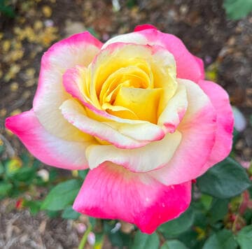 Rosa 'French Perfume'