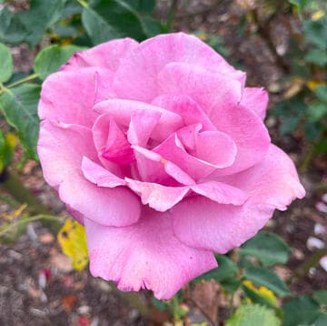 Rosa 'Fragrant Plum'