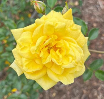 Rosa 'Goldilocks'