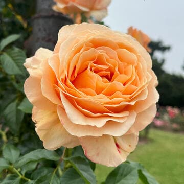 Rosa 'Golden Opportunity'