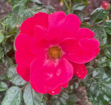 Rosa 'Cherri Kolorscape'