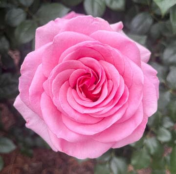 Rosa 'Princess Alexandra'