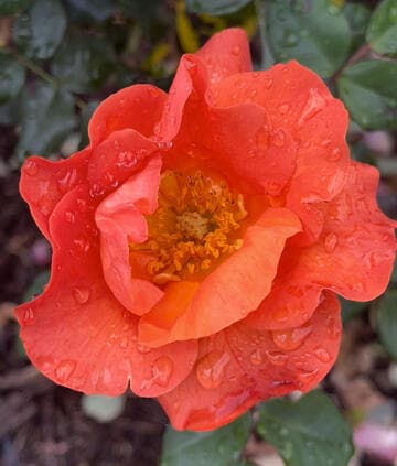 Rosa 'Princess Michiko'