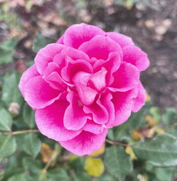 Rosa 'Pink Garnette'