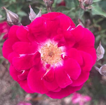 Rosa 'Old Gay Hill Red China'