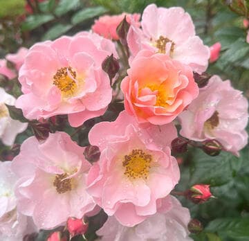 Rosa 'Mix 'n' Match'