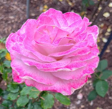 Rosa 'Nicole Carol Miller'