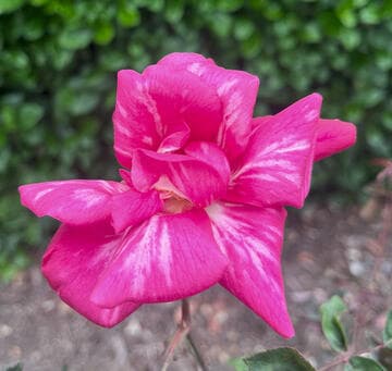 Rosa 'Mme. Antoine Rébé'