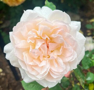 Rosa 'Mary Magdalene'