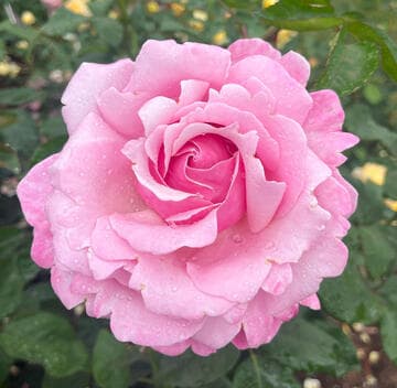 Rosa 'Memorial Day'