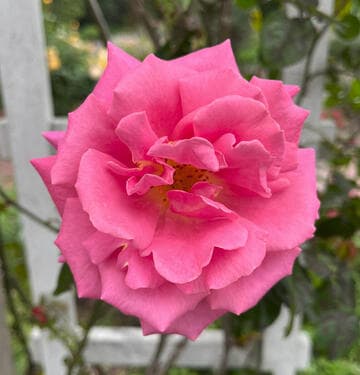 Rosa 'True Gratitude'