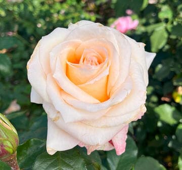 Rosa 'Vanilla Perfume'