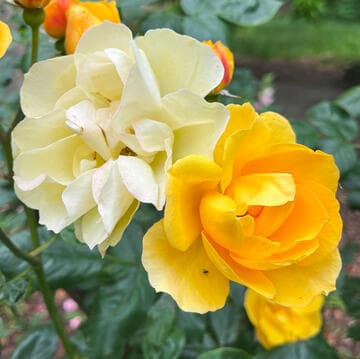 Rosa 'Tequila Gold'