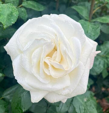 Rosa 'Sugar Moon'