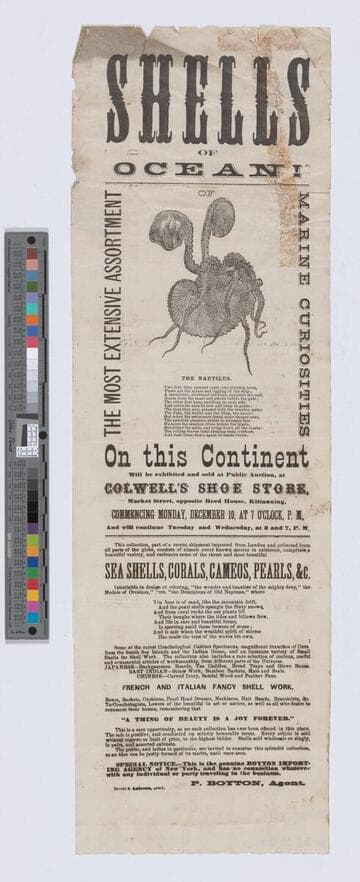 Shells of the ocean!