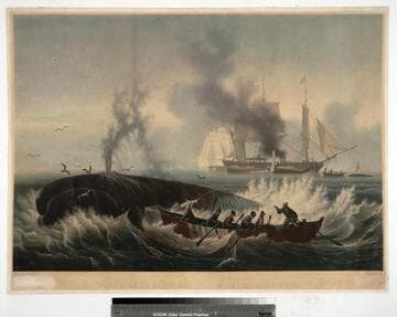 Pêche de la Baleine. Whale-Fishery