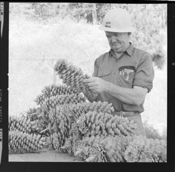 SCE Tree Farm near Shaver Lake