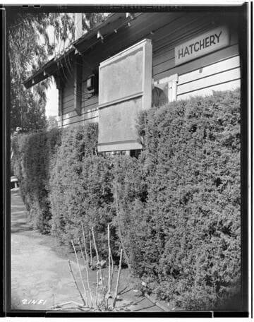 P2 - Poultry - George Richardson Hatchery