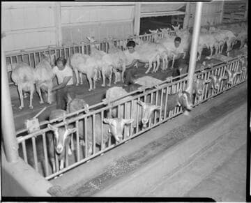 Workers milking goats at a goat dairy