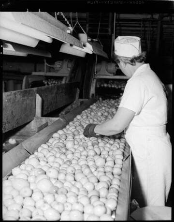Lemon Exchange -- fruit sorting equipment