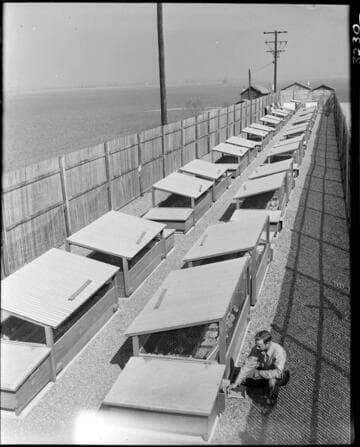 Agriculture, poultry