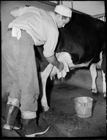 Dairy Booklet photos