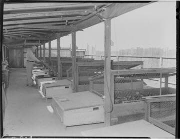 Condiff outdoor brooders