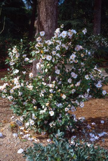 Camellia 'Spring Mist'