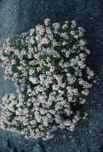 Crassula ovata 'Pink Puff'