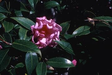 Camellia x williamsii 'Galaxie'