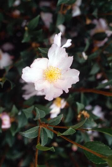 Camellia sasanqua 'Peach Blossom'
