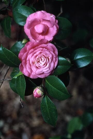 Camellia japonica 'Dixie Pink'