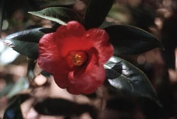 Camellia japonica 'Dark Secret'