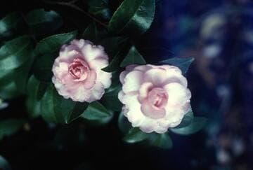Camellia sasanqua 'Bettie Patricia'