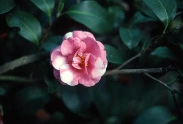 Camellia japonica 'Rose and Snow'