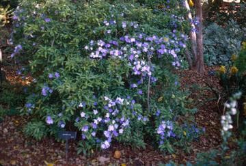 Brunfelsia