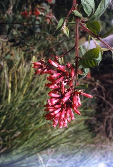 Cestrum fasciculatum