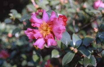 Camellia hiemalis 'Mirandy'