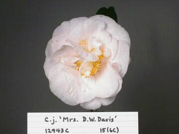 Camellia japonica 'Mrs. D. W. Davis'