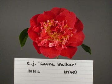 Camellia japonica 'Laura Walker'